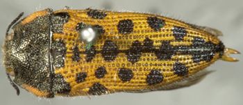 Media type: image;   Entomology 33811 Aspect: habitus dorsal view